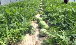 贵阳吃瓜爆料视频大全最新,一网打尽城市热点事件